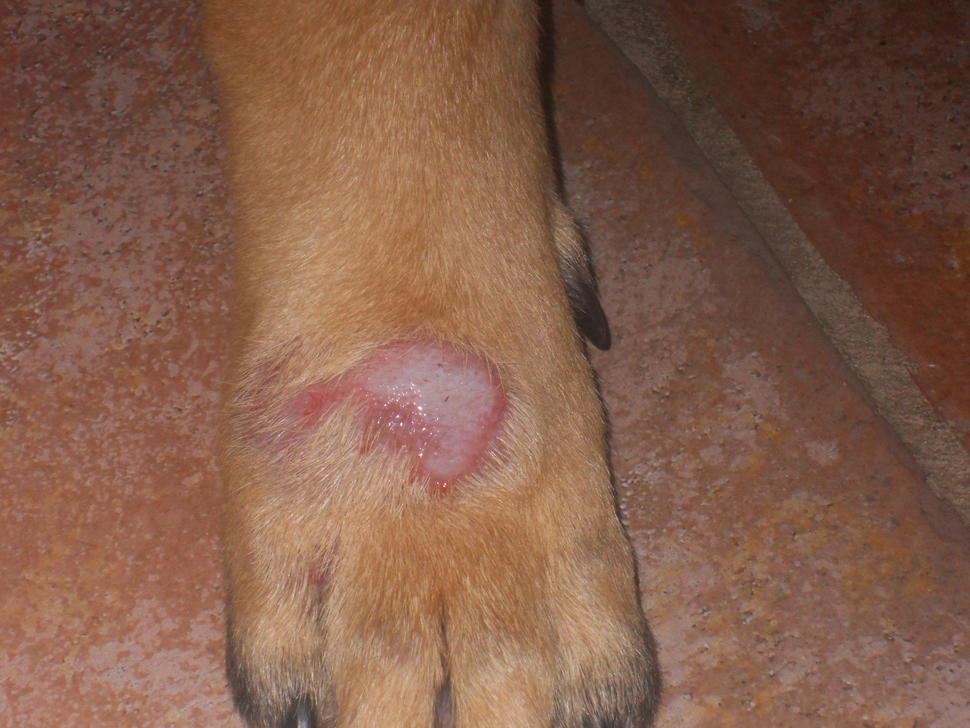 Hotspot on dog store leg